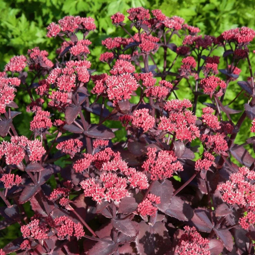 Sedum telephium 'Chocolate Cherry'
