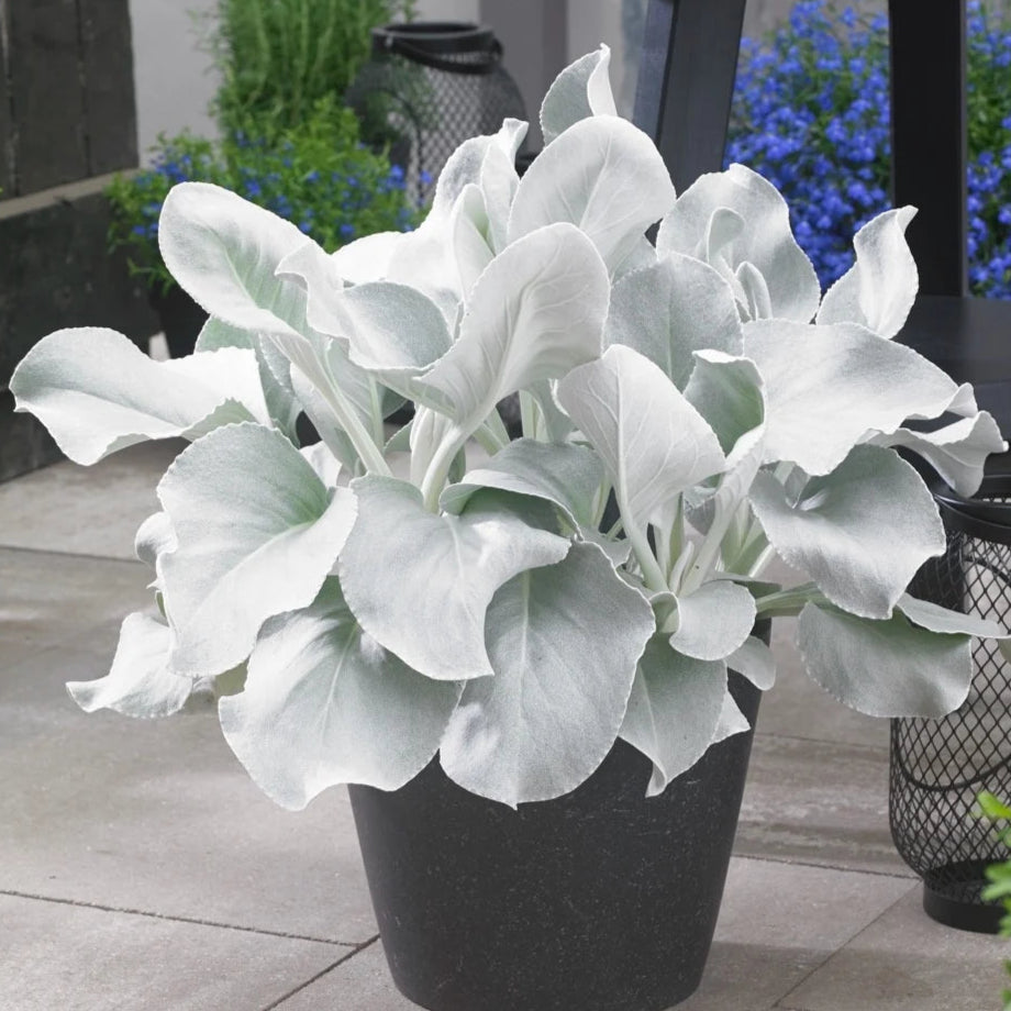Senecio candidans 'Angel Wings'