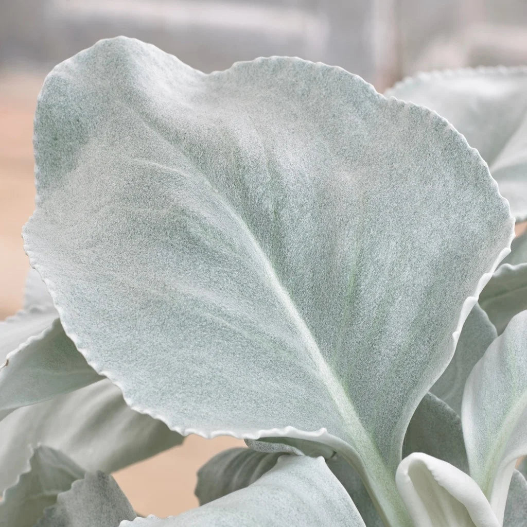 Senecio candidans 'Angel Wings'