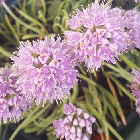 Allium senescens subsp. montanum