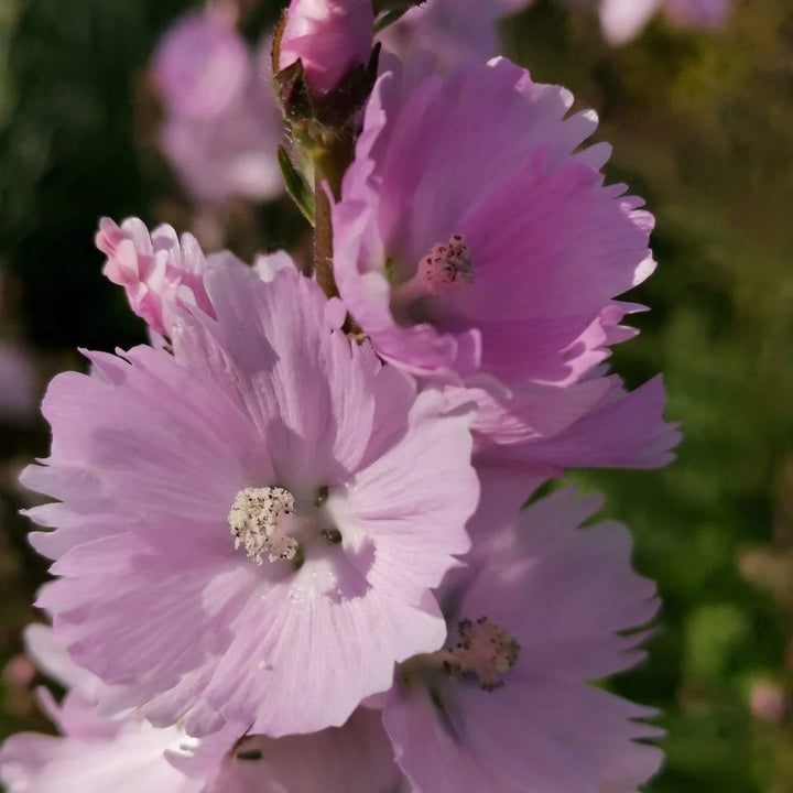 Sidalcea 'Little Princess'