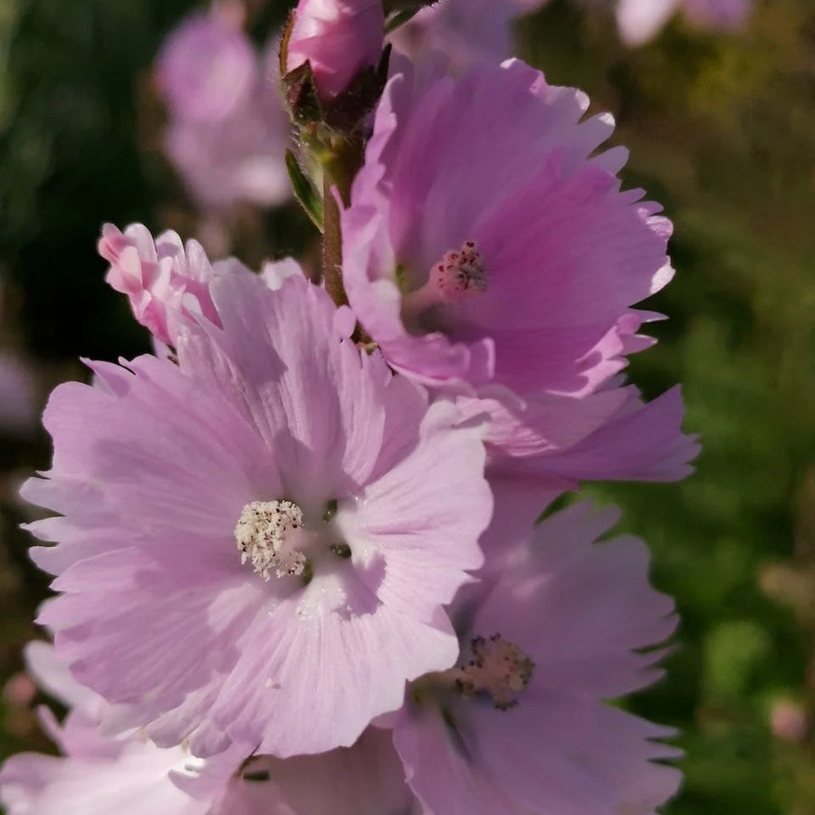 Sidalcea 'Little Princess'