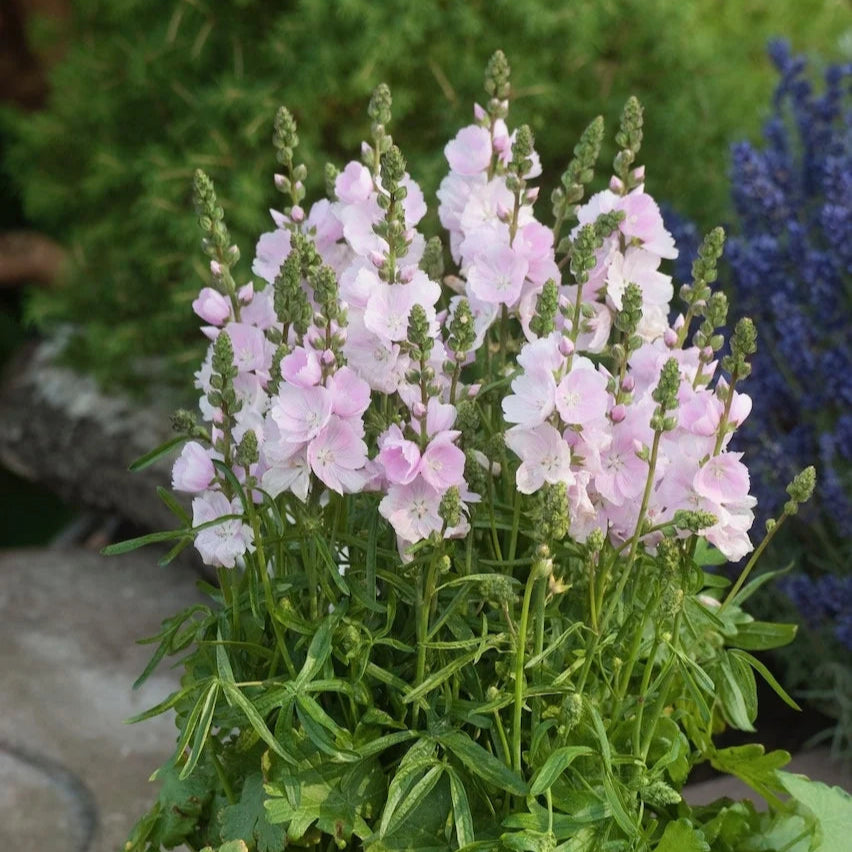 Sidalcea 'Little Princess'