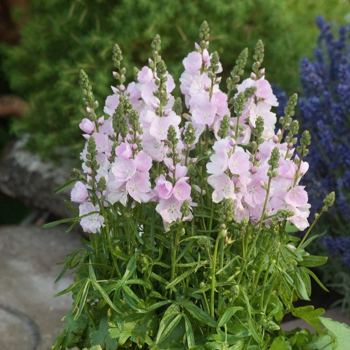 Sidalcea 'Little Princess'