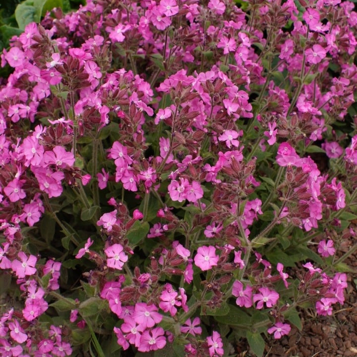 Silene dioica 'Rollie's Favourite'