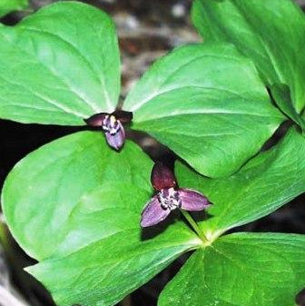 Buy Trillium smallii Rhizomes online
