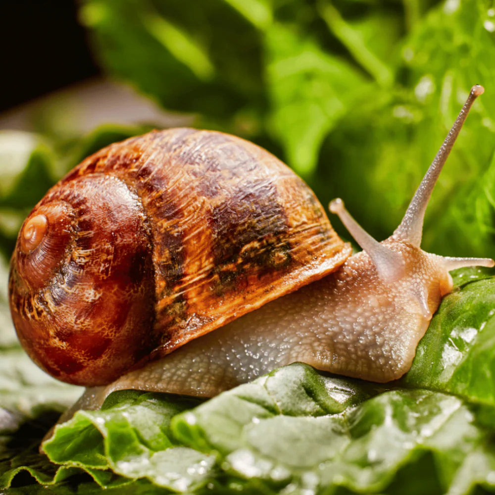 Snail on vegetables