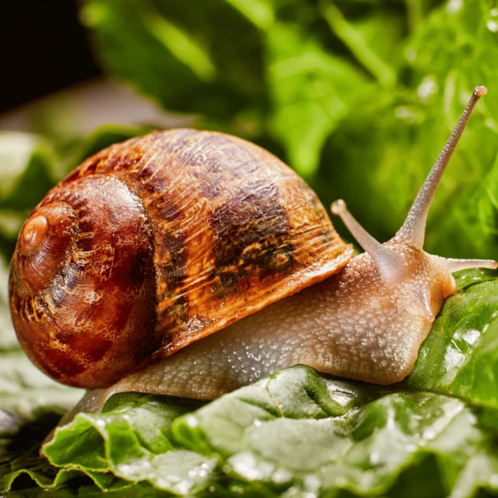 Snail on vegetables