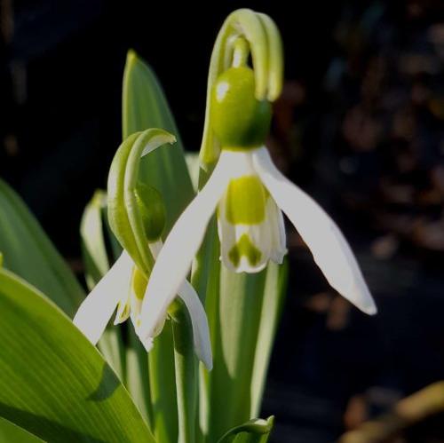 Galanthus 'Snow fox'