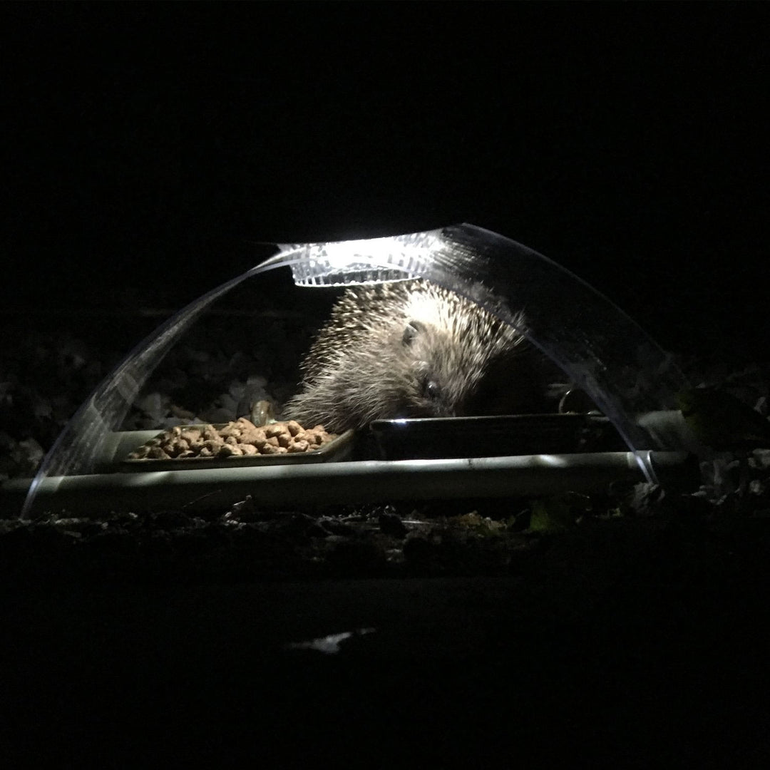 Wildlife World Solar Night Hedgehog Feeder