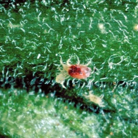 MightyBug Natural Spider Mite Killer (Predatory Mite - Phytoseiulus persimilis)