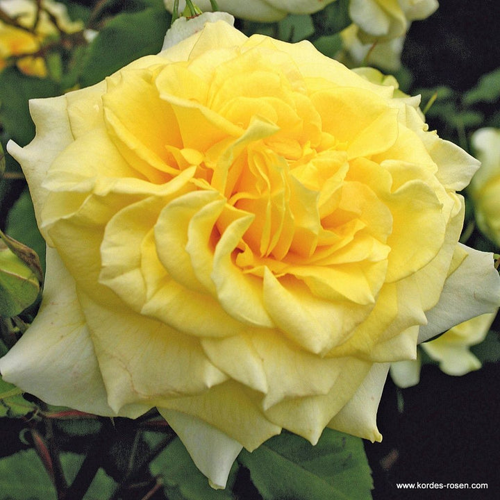 Rosa 'Abbeyfield Gold'