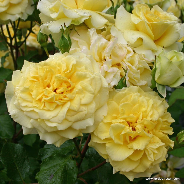 Rosa 'Abbeyfield Gold'