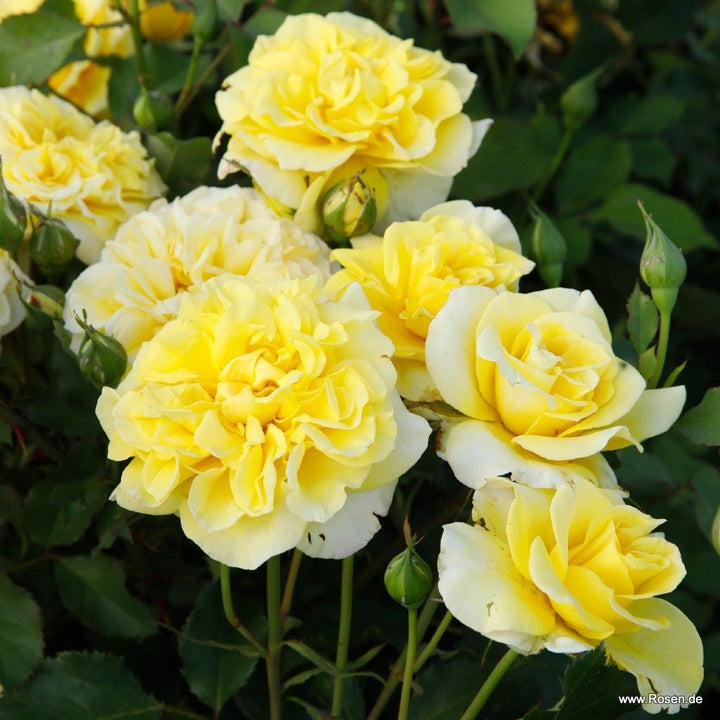 Rosa 'Abbeyfield Gold'