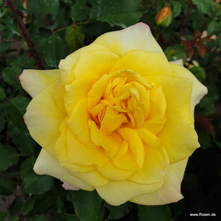 Rosa 'Abbeyfield Gold'