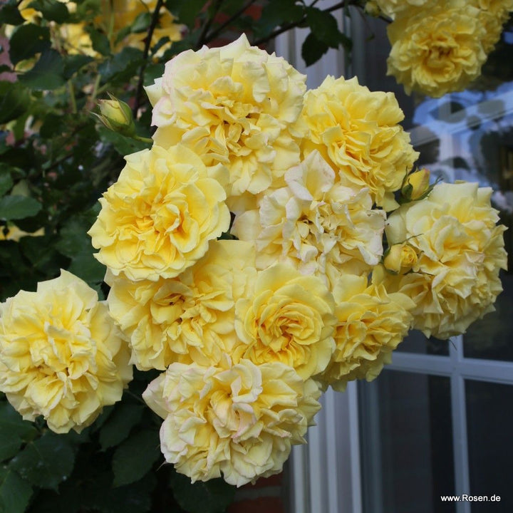 Rosa 'Abbeyfield Gold'