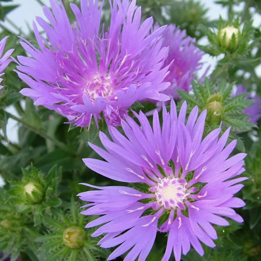 Stokesia laevis 'Mel's Blue'