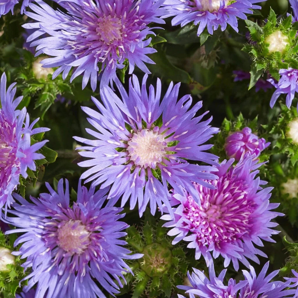 Stokesia laevis 'Mel's Blue'