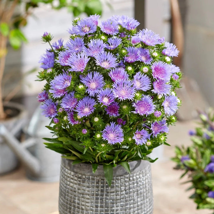 Stokesia laevis 'Mel's Blue'
