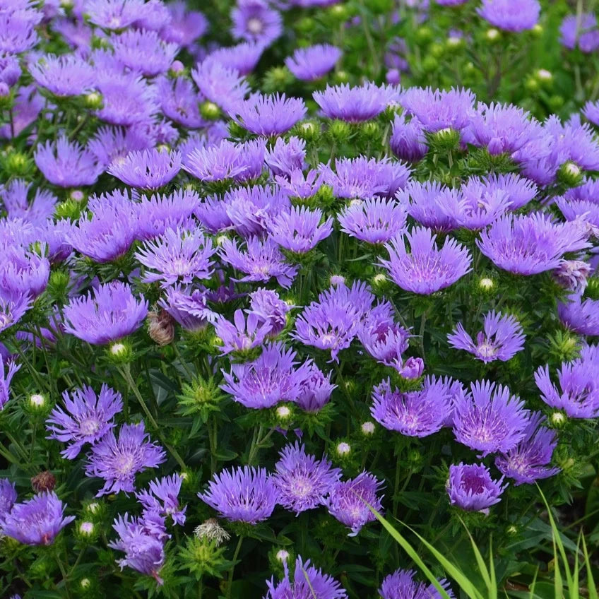 Stokesia laevis 'Mel's Blue'
