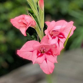 Buy Gladiolus colvilii 'Summer Love' Corms online
