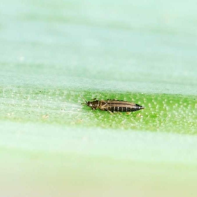 MIghtyBug Natural Thrip Killer (Predatory Mite - Amblyseius andersoni)