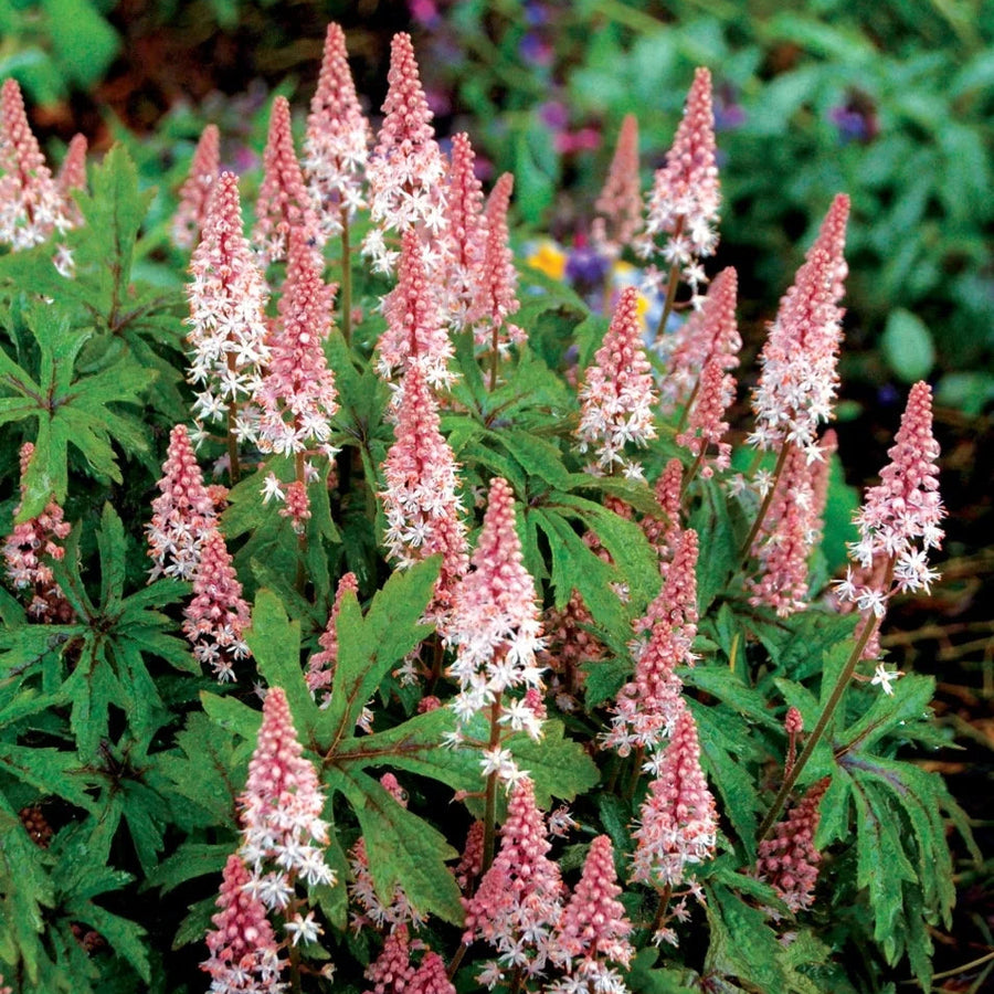 Tiarella 'Pink Skyrocket'