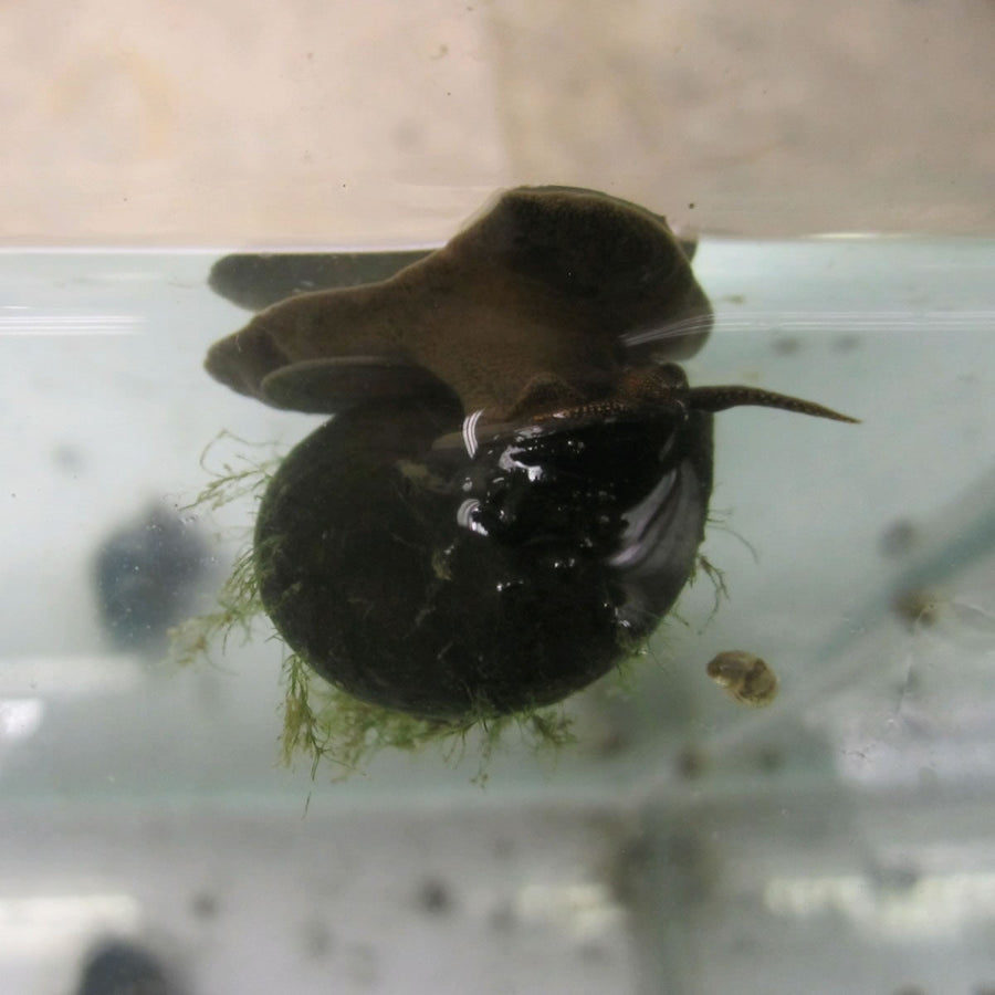 Trapdoor snails (Viviparus viviparus) - Pack of 5