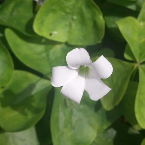 Oxalis triangularis ssp. Papilionaceae