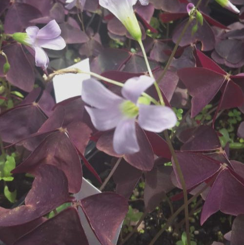 Oxalis triangularis ssp. triangularis