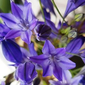 Triteleia laxa 'Queen Fabiola'