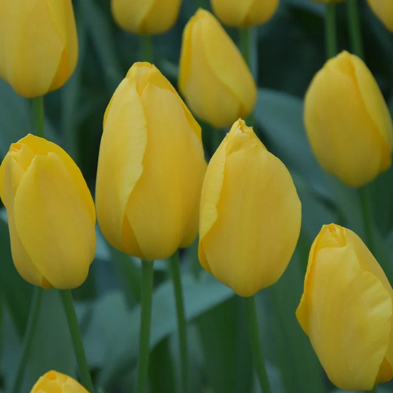 Tulipa 'Big Smile'