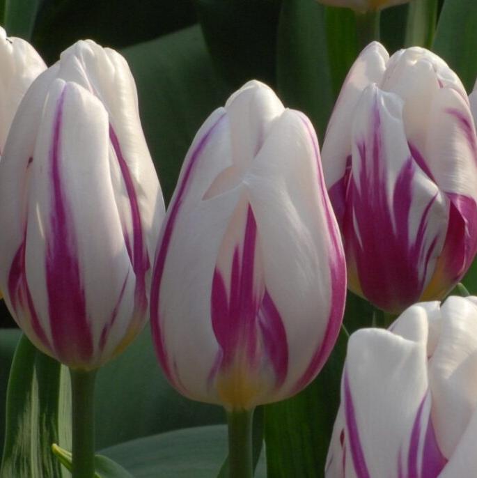 Tulip 'Flaming Flag'