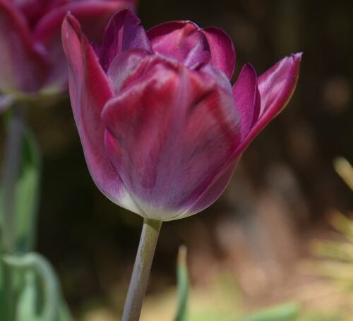 Tulip 'Kansas Proud' Bulbs