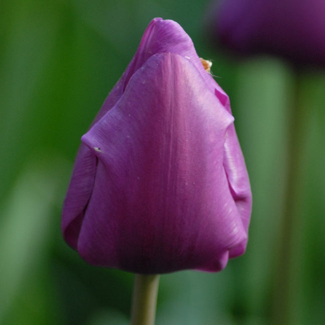 Tulip 'Negrita' Bulbs