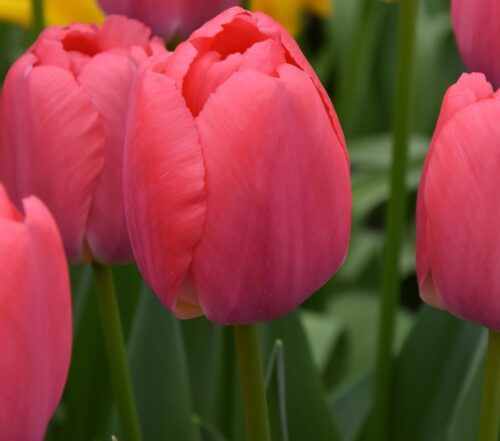 Tulip 'Pink Pride'