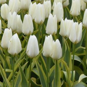 Tulip 'Purissima Design'