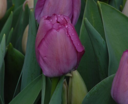 Tulip 'Purple Pride'