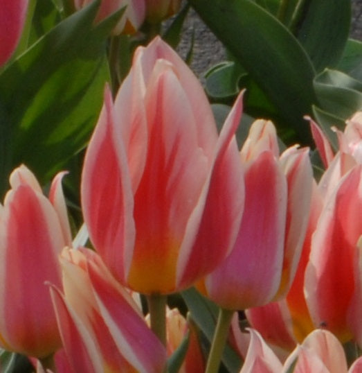 Tulip 'Quebec'
