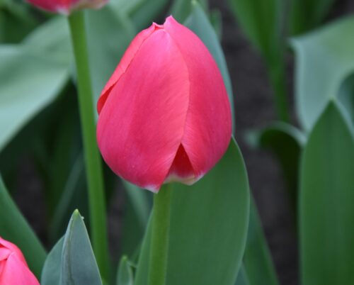 Tulip 'Rosy Delight'