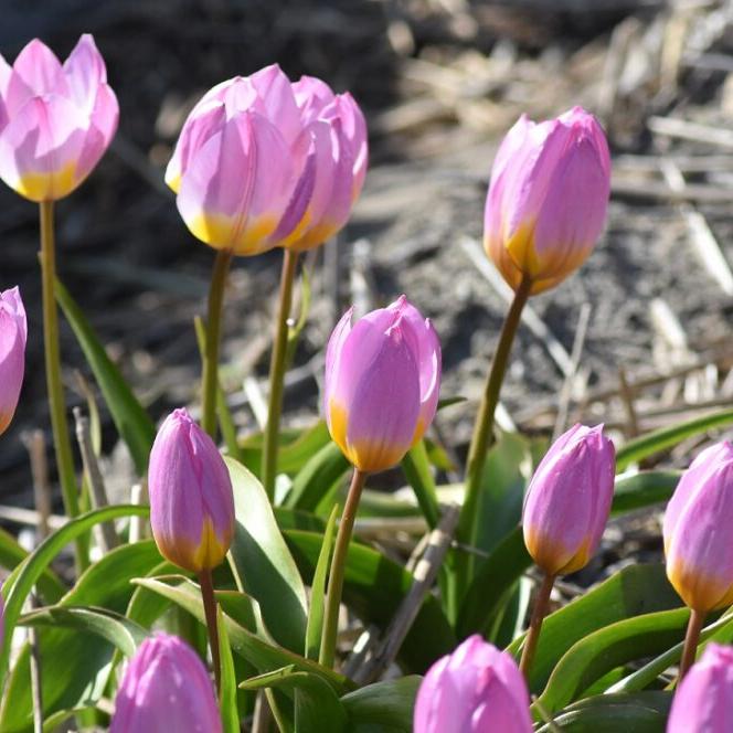 Tulip bakeri 'Lilac Wonder'