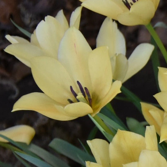 Tulip batalinii 'Bright Gem'