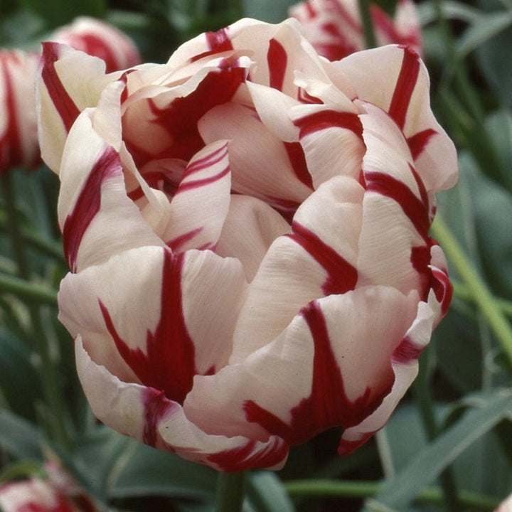 Tulip 'Carnival de Nice'