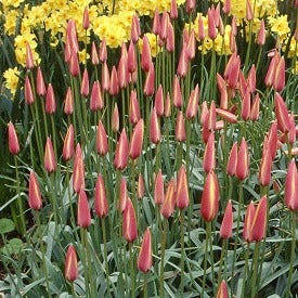 Tulip clusiana 'Cynthia'