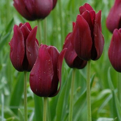 Tulip 'Merlot'