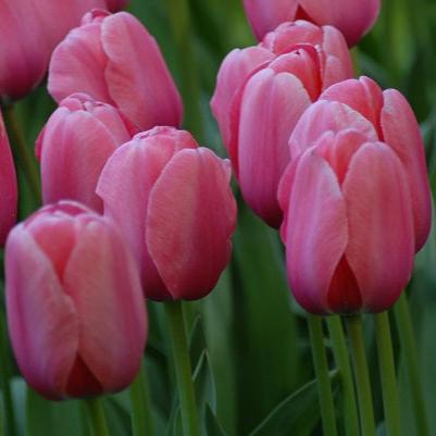 Tulip 'Pink Impression'