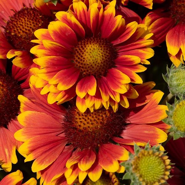 Gaillardia 'Guapa Tango Bicolour'