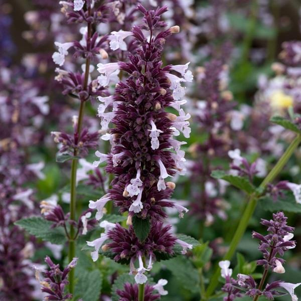 Nepeta 'Whispurr Pink'