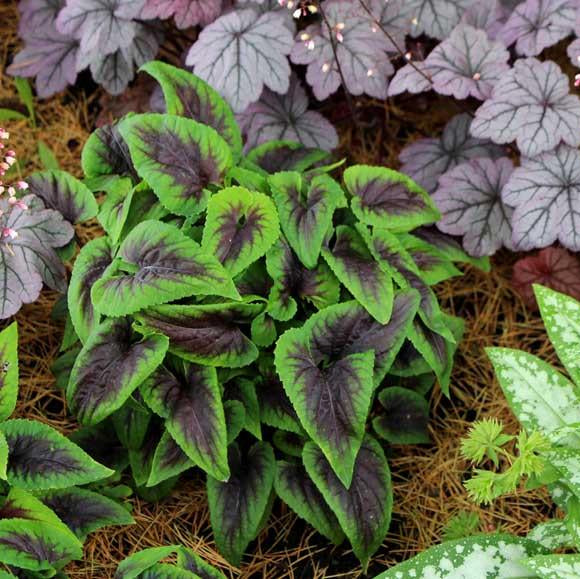 Viola Heartthrob | Variegated Violet for Shade UK
