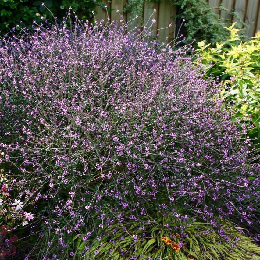 Verbena officinalis 'Bampton'